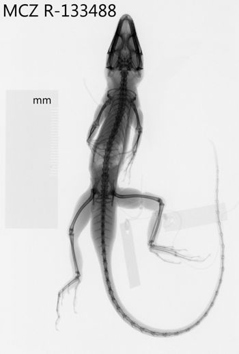 Media type: image;   Herpetology R-133488 Aspect: dorsoventral x-ray